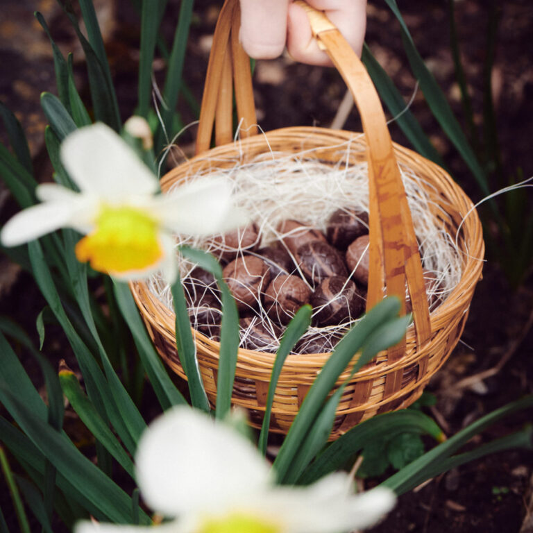 Chasse aux oeufs Nao